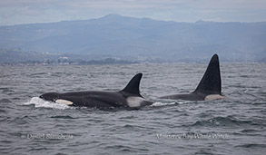 Female and male Killer Whales photo by Daniel Bianchetta