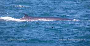 Fin Whale photo by Daniel Bianchetta