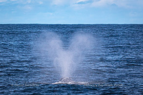 Heart-shaped Gray Whale blow photo by Daniel Bianchetta