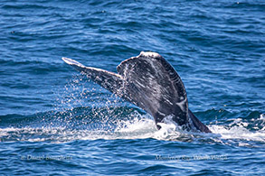 Gray Whale tail photo by Daniel Bianchetta