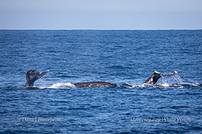 Gray Whales photo by Daniel Bianchetta