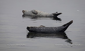 Harbor Seals photo by Daniel Bianchetta