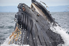 Close-up of Humpback Whale lunge-feeding photo by Daniel Bianchetta
