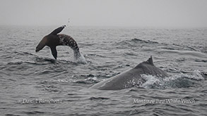 Humpback Whale and California Sea Lion photo by Daniel Bianchetta