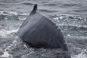 Close-up view of Humpback Whale photo by Daniel Bianchetta
