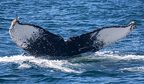 Humpback Whale Tail - good ID photo by Daniel Bianchetta