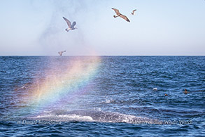 Humpback Whale rain-blow photo by Daniel Bianchetta