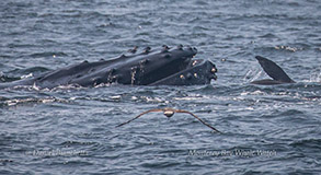 Humpback Whale, Sea Lion and Gull photo by Daniel Bianchetta