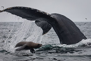 Humpback Whale tail and California Sea Lion photo by Daniel Bianchetta