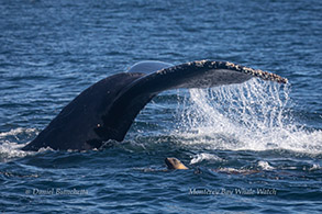 Humpback Whale tail and Sea Lion photo by Daniel Bianchetta