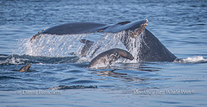 Humpback Whale tail and California Sea Lions photo by Daniel Bianchetta