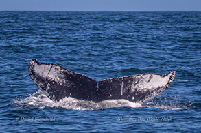 Humpback Whale tail, good ID photo by Daniel Bianchetta