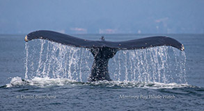 Humpback Whale tail photo by Daniel Bianchetta
