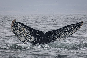 Humpback Whale tail - good ID photo by Daniel Bianchetta