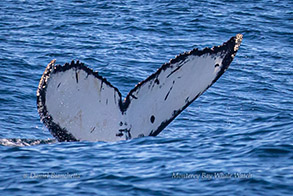 Humpback Whale tail - good ID shot photo by Daniel Bianchetta