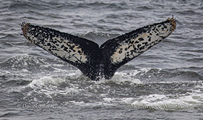 Humpback Whale tail good ID photo by Daniel Bianchetta