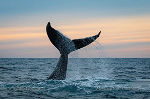 Humpback Whale tail throw at sunset photo by Daniel Bianchetta