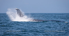 Humpback Whale tail throw photo by Daniel Bianchetta