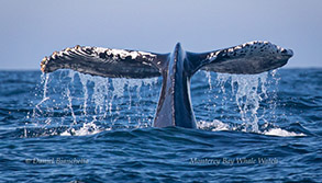 Humpback Whale tail with Orca rake marks, photo by Daniel Bianchetta