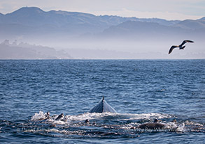 Humpback Whale with California Sea Lions and gull, photo by Daniel Bianchetta