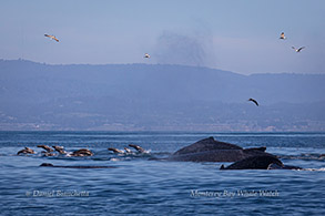 Humpback Whales and California Sea Lions photo by Daniel Bianchetta