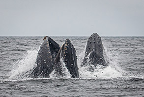 Humpback Whales lunge-feeding (Note anchovies) photo by Daniel Bianchetta