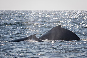 Humpback Whales mother and calf photo by Daniel Bianchetta