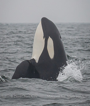 Killer Whale spyhopping photo by Daniel Bianchetta