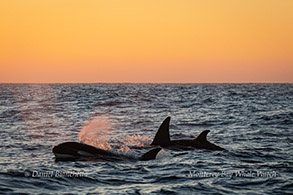 Killer Whales (Orcas) at sunset photo by Daniel Bianchetta