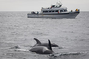 Killer Whales by the Sea Wolf II photo by Daniel Bianchetta