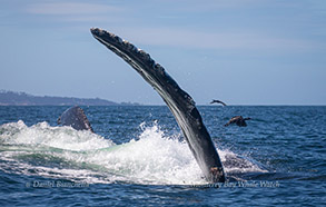 Lateral lunge-feeding Humpback Whale photo by Daniel Bianchetta