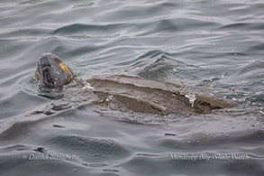 Leatherback Sea Turtle photo by Daniel Bianchetta