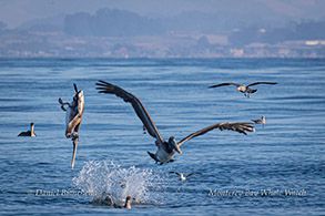 Pelican lunge diving photo by Daniel Bianchetta