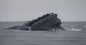 Lunge-feeding Humpback Whale photo by Daniel Bianchetta