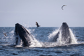 Lunge-feeding Humpback Whales with anchovies photo by Daniel Bianchetta