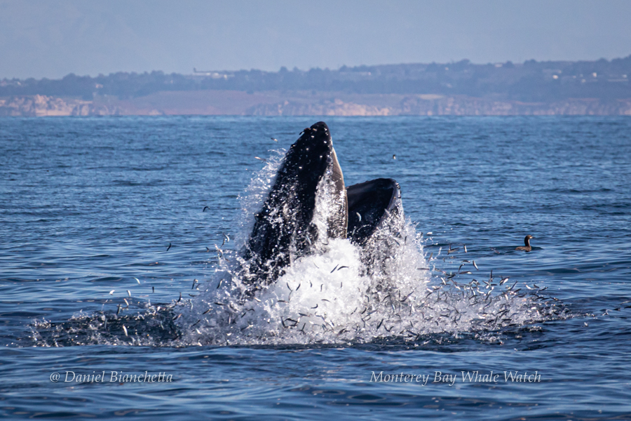 Lunge feeding Humpback Whale photo by Daniel Bianchetta