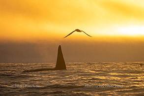 Male Killer Whale and Albatross at sunset, photo by Daniel Bianchetta