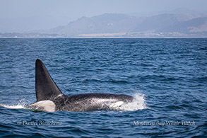Male Killer Whale Fatfin photo by Daniel Bianchetta