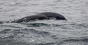 Northern Right Whale Dolphins mother and calf photo by Daniel Bianchetta