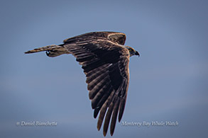 Osprey photo by Daniel Bianchetta
