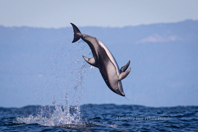 Pacific White-sided Dolphin Somersault photo by Daniel Bianchetta