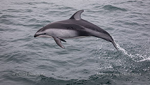 Pacific White-sided Dolphin photo by Daniel Bianchetta