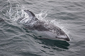 Pacific White-sided Dolphin photo by Daniel Bianchetta