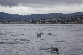 Pacific White-sided Dolphins photo by Daniel Bianchetta