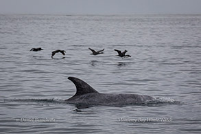 Risso's Dolphin and Brandt's Cormorants photo by Daniel Bianchetta