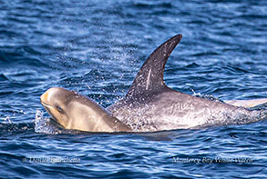 Risso's Dolphin and calf photo by Daniel Bianchetta