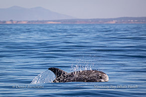 Risso's Dolphin photo by Daniel Bianchetta