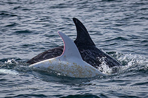 Risso's Dolphins Casper and friend photo by Daniel Bianchetta