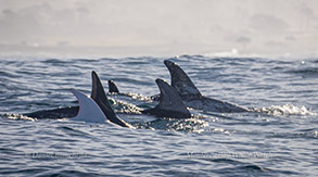 Risso's Dolphins Casper the albino and friends, photo by Daniel Bianchetta