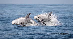 Running Risso's Dolphins photo by Daniel Bianchetta
